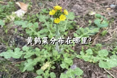 黄鹌菜分布在哪里?