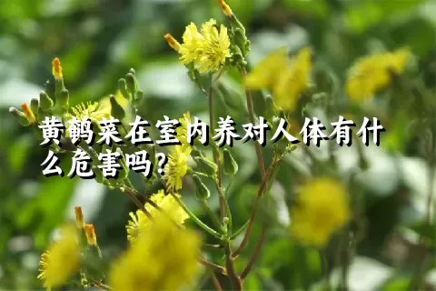 黄鹌菜在室内养对人体有什么危害吗？