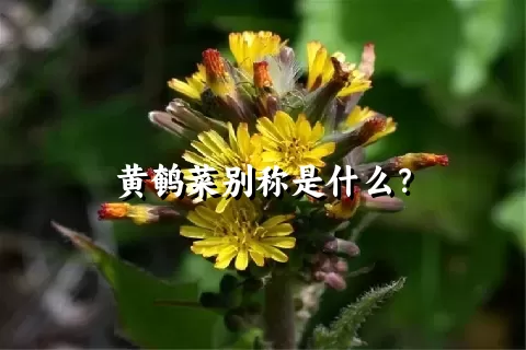 黄鹌菜别称是什么？