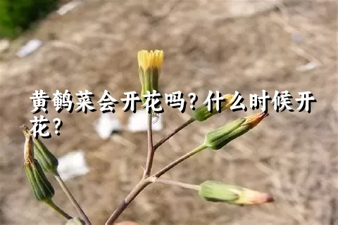 黄鹌菜会开花吗？什么时候开花？