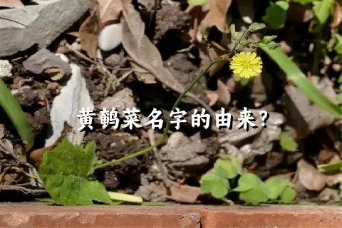 黄鹌菜名字的由来？