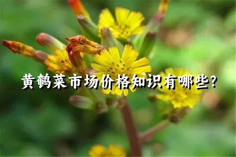 黄鹌菜市场价格知识有哪些？