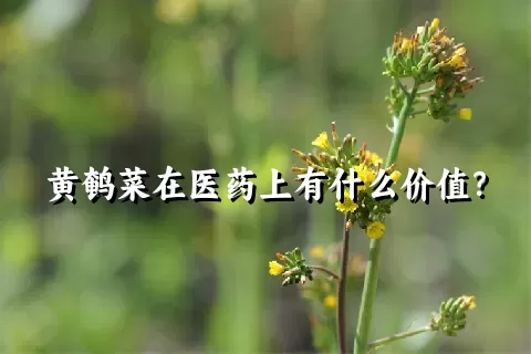 黄鹌菜在医药上有什么价值？