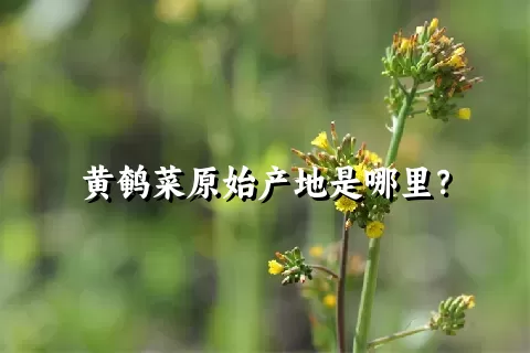 黄鹌菜原始产地是哪里？