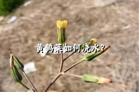 黄鹌菜如何浇水？