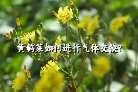 黄鹌菜如何进行气体交换？