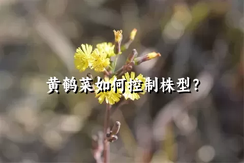 黄鹌菜如何控制株型？