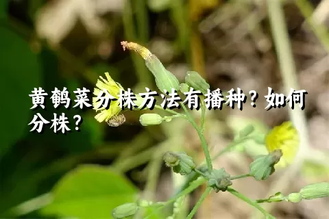 黄鹌菜分株方法有播种？如何分株？