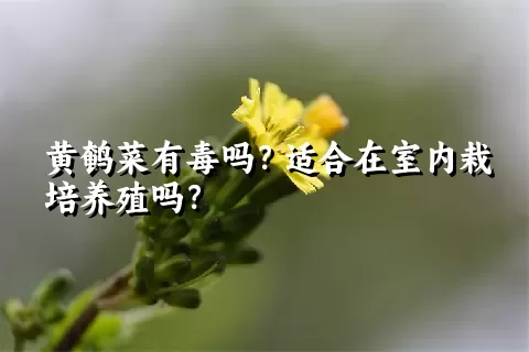 黄鹌菜有毒吗？适合在室内栽培养殖吗？