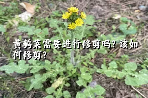 黄鹌菜需要进行修剪吗？该如何修剪？