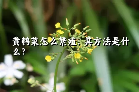 黄鹌菜怎么繁殖，其方法是什么？