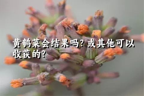 黄鹌菜会结果吗？或其他可以收获的？