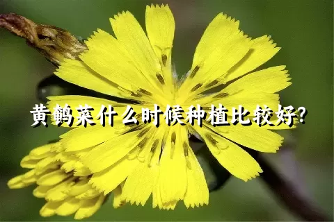 黄鹌菜什么时候种植比较好？