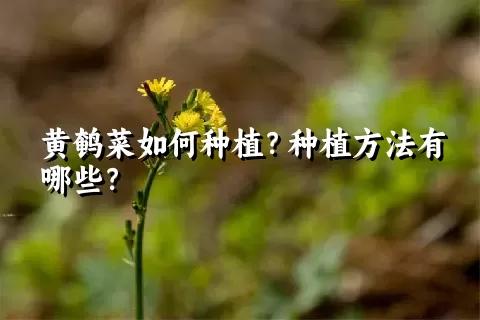 黄鹌菜如何种植？种植方法有哪些？