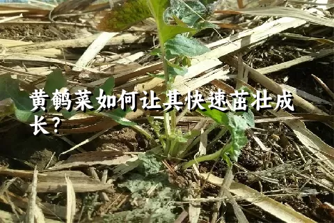 黄鹌菜如何让其快速茁壮成长？