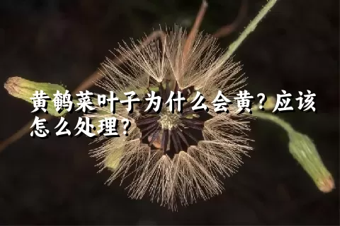 黄鹌菜叶子为什么会黄？应该怎么处理？