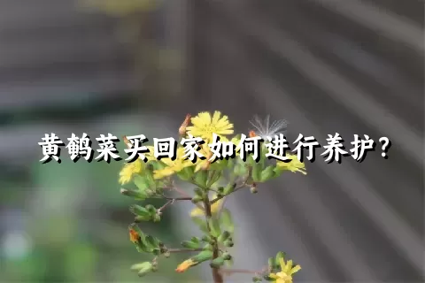 黄鹌菜买回家如何进行养护？