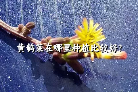 黄鹌菜在哪里种植比较好？