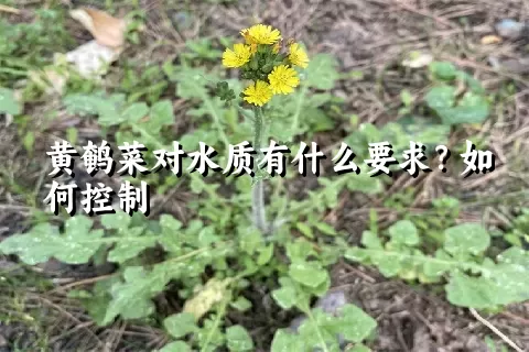 黄鹌菜对水质有什么要求？如何控制