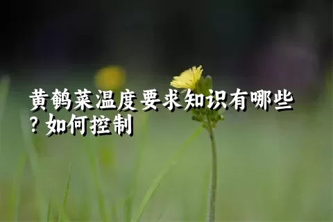 黄鹌菜温度要求知识有哪些？如何控制