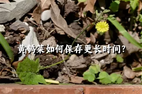 黄鹌菜如何保存更长时间？