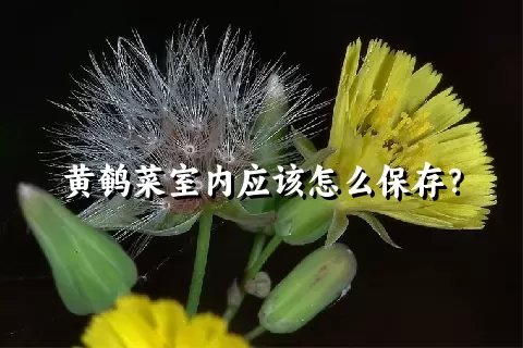 黄鹌菜室内应该怎么保存？