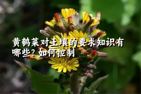 黄鹌菜对土壤的要求知识有哪些？如何控制