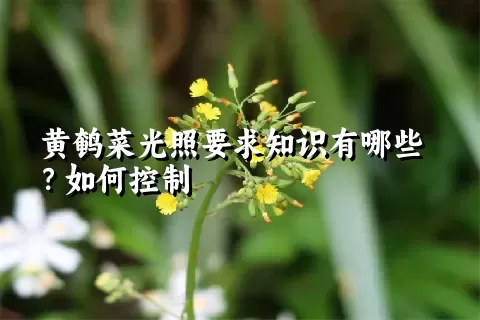 黄鹌菜光照要求知识有哪些？如何控制