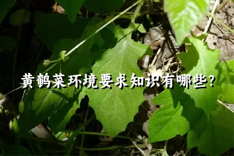 黄鹌菜环境要求知识有哪些？