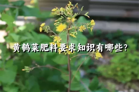 黄鹌菜肥料要求知识有哪些？