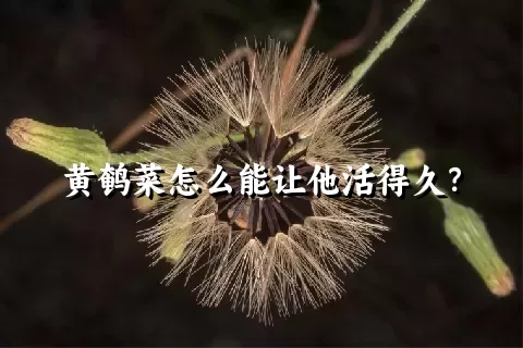 黄鹌菜怎么能让他活得久？