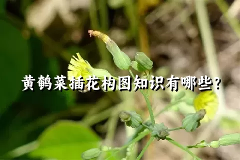 黄鹌菜插花构图知识有哪些？