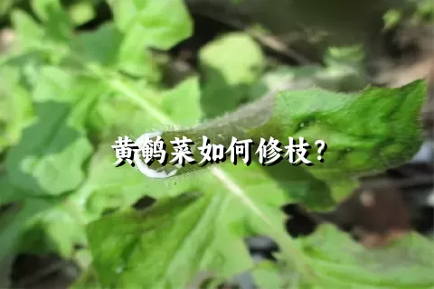 黄鹌菜如何修枝？