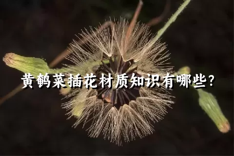 黄鹌菜插花材质知识有哪些？