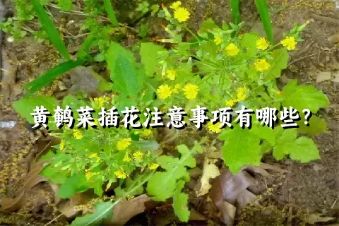 黄鹌菜插花注意事项有哪些？