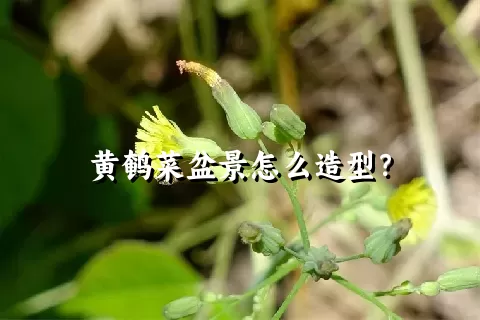 黄鹌菜盆景怎么造型？