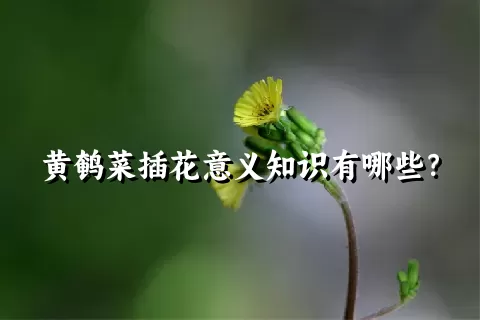 黄鹌菜插花意义知识有哪些？