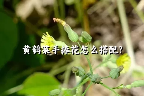 黄鹌菜手捧花怎么搭配？