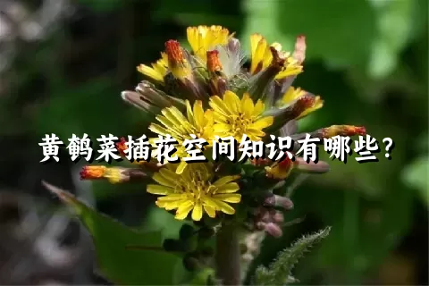 黄鹌菜插花空间知识有哪些？