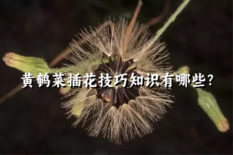 黄鹌菜插花技巧知识有哪些？