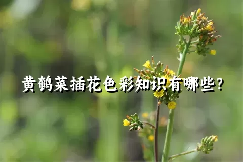 黄鹌菜插花色彩知识有哪些？