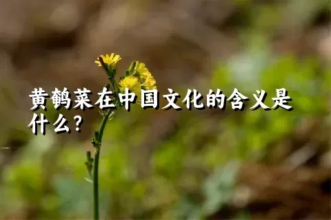 黄鹌菜在中国文化的含义是什么？