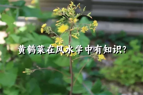 黄鹌菜在风水学中有知识？