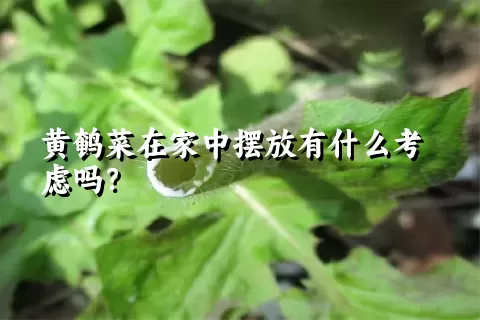 黄鹌菜在家中摆放有什么考虑吗？