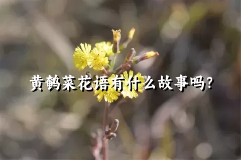 黄鹌菜花语有什么故事吗？