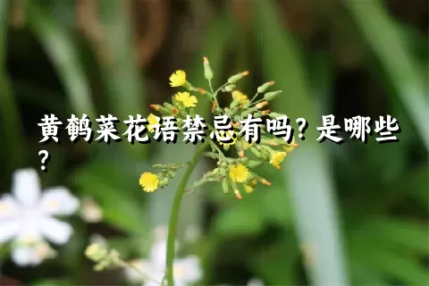 黄鹌菜花语禁忌有吗？是哪些？