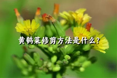 黄鹌菜修剪方法是什么？