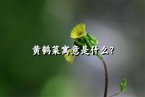 黄鹌菜寓意是什么？