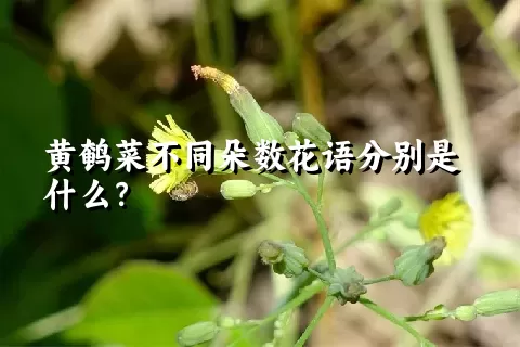 黄鹌菜不同朵数花语分别是什么？