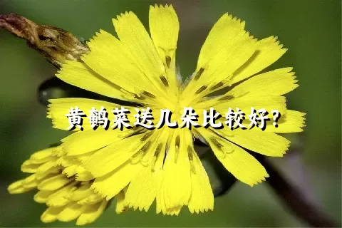 黄鹌菜送几朵比较好？